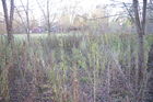 IMGP1199.JPG