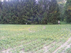 Filename=Woods_Les_3.jpg
Filesize=1962KiB
Dimensions=1099x824
Date added=Jul 23, 2013 Woods_Les_3.jpg