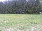 Filename=Woods_Les_4.jpg
Filesize=1986KiB
Dimensions=1099x824
Date added=Jul 23, 2013 Woods_Les_4.jpg