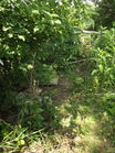 Filename=DSCF9152.JPG
Filesize=378KiB
Dimensions=479x639
Date added=Jul 04, 2013 DSCF9152.JPG
