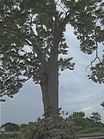 Filename=DSCF9199.JPG
Filesize=272KiB
Dimensions=479x639
Date added=Jul 22, 2013 DSCF9199.JPG