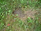 Filename=P1050239.JPG
Filesize=409KiB
Dimensions=640x480
Date added=Aug 21, 2010 P1050239.JPG