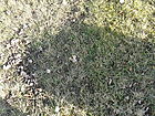 Filename=P1250570~0.JPG
Filesize=443KiB
Dimensions=1100x825
Date added=Nov 12, 2022 P1250570~0.JPG