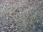 Filename=P1250678_NML-B__END_ROW.JPG
Filesize=383KiB
Dimensions=1100x825
Date added=Nov 25, 2023 P1250678_NML-B__END_ROW.JPG