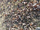 Filename=P1260244~0.JPG
Filesize=428KiB
Dimensions=1100x825
Date added=Nov 05, 2022 P1260244~0.JPG
