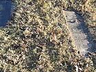 Filename=P1260280~0.JPG
Filesize=392KiB
Dimensions=1100x825
Date added=Nov 05, 2022 P1260280~0.JPG