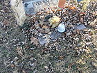 Filename=P1260295.JPG
Filesize=374KiB
Dimensions=1100x825
Date added=Nov 05, 2022 P1260295.JPG
