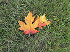 P1290240a.JPG