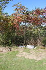 Filename=009~0.jpg
Filesize=233KiB
Dimensions=300x450
Date added=Oct 10, 2014 009~0.jpg