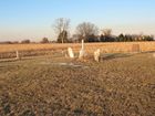 Filename=Handsor_Cemetery_4.jpg
Filesize=208KiB
Dimensions=1024x768
Date added=Feb 18, 2012 Handsor_Cemetery_4.jpg