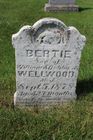 Filename=Wellwood2C_Bertie_28son_of_William___Debby_A29.jpg
Filesize=103KiB
Dimensions=512x768
Date added=Aug 29, 2014 Wellwood2C_Bertie_28son_of_William___Debby_A29.jpg