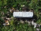 Irvine2C_Harriet_28800x60029.jpg